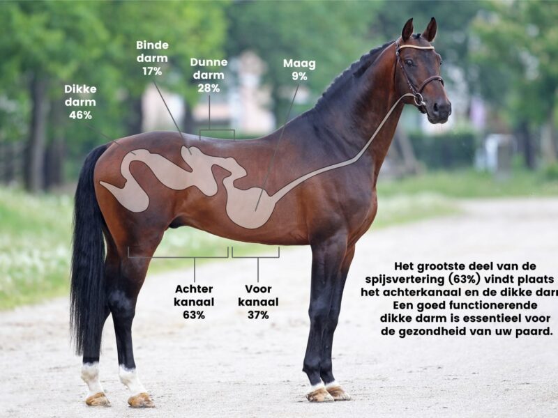 cheval-nl-min